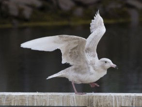 Juvenile Glaucous Gull (Larus hyperboreus), on harbour railing, in fishing harbour Kiberg, May,