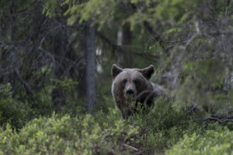 European brown bear, Karelia, Finland, Europe