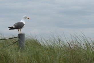 Seagull (Larinae) on pole looking over dune grass, dune of the offshore island of Heligoland, North