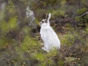 Mountain Hare (Lepus timidus), alert sitting in a birch woodland, moulting from winter into its