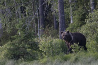 Brown bear (Ursus arctos) in the Finnish taiga, Kuusamo, Finland, Europe