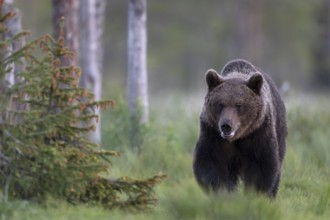 Brown bear (Ursus arctos) in the Finnish taiga, Kuusamo, Finland, Europe