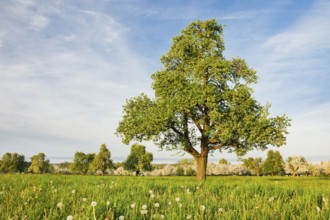 Free-standing pear tree in a flowering meadow with far-reaching views of Lake Constance, Canton