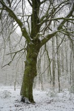 Beech forest in winter, single old beech tree, with freshly fallen snow, Bottrop, Ruhr area, North