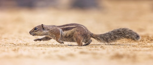 Atlas squirrel, North African bristle squirrel or Barbary squirrel (Atlantoxerus getulus) looking