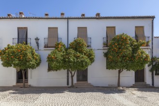 Pomeranian trees in the old town centre of Ronda, Andalusia, Spain, Europe