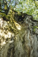 800-year-old lime tree near Frath, Bavarian Forest, Bavaria, Germany, Europe