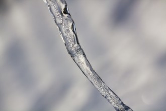 Single icicle, macro, unusually cold winter 2010, symbol photo winter weather, sub-zero