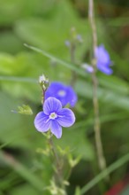 Gamander speedwell (Veronica chamaedrys), medicinal plant, Wilnsdorf, North Rhine-Westphalia,