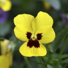 Horned violet (Viola cornuta hybrid), pansy, yellow flower, plants, flowers, violet family,