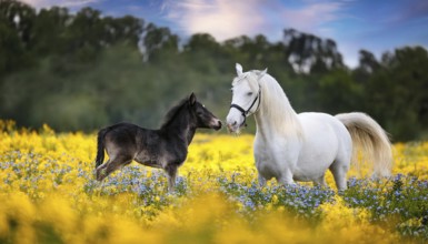 A white mare and a black foal, studio, AI generated