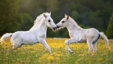 AI generated, Two young white foals playing on a flower meadow, Studio, AI generated