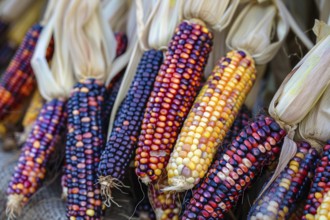 Multi colored Indian corn. KI generiert, generiert, AI generated