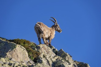 Alpine ibex (Capra ibex), standing on a rock, in the morning light, Mont Blanc massif, Chamonix,