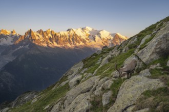 Alpine ibex (Capra ibex), adult male, in front of a mountain panorama at sunset, Grandes Jorasses