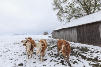 Cattle, cows standing in the snow, snowfall, autumn, Loisach-Lake Kochel-Moor, Alpine foothills,