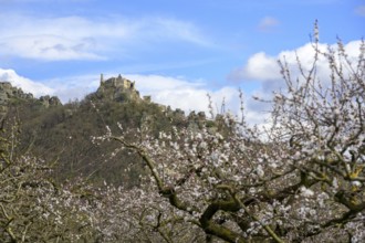 Blooming apricot trees and Dürnstein ruins in the background, Rührsdorf, Rossatz-Arnsdorf, Lower