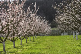 Blooming apricot trees, Paudorf, Lower Austria, Austria, Europe