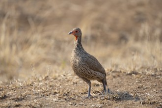 Swainson's spurfowl (Pternistis swainsonii) in dry grass, Kruger National Park, South Africa,