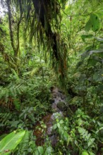 Stream in dense vegetation in the rainforest, Monteverde cloud forest, Monte Verde, Puntarenas