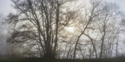 Sunrise, Upper Danube nature park Park, Swabian Alb, Baden-Württemberg, Germany, Europe