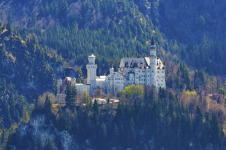 Neuschwanstein Castle near Hohenschwangau in early spring, Romantic Road, Ostallgäu, Bavaria,