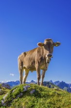 Young cattle, Allgaeuer Braunvieh, domestic cattle breed (Bos primigenius taurus), on an alpine