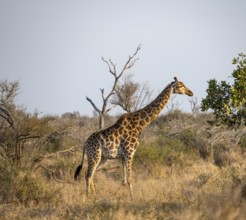 Southern giraffe (Giraffa giraffa giraffa) in the savannah, Kruger National Park, South Africa,