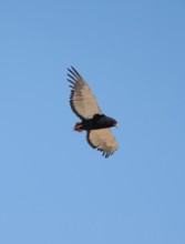 Bateleur (Terathopius ecaudatus), adult, in flight against a blue sky, Etosha National Park,