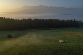 Aerial view of a flock of sheep, sheep, morning light, mountains, fog, autumn, mist, view of