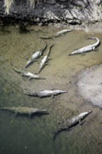 American crocodiles (Crocodylus acutus) swimming in the water, from above, Rio Tarcoles, Carara