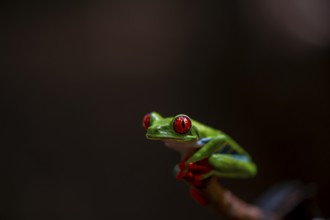 Red-eyed tree frog (Agalychnis callidryas), sitting on a branch, Heredia province, Costa Rica,