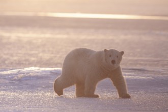 Polar bear (Ursus maritimus), walking in the snow, young, evening light, pack ice, backlight,