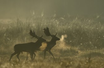 Fallow deer (Cervus dama), male, rut, Hesse, Germany, Europe