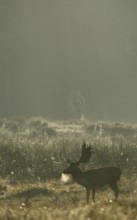 Fallow deer (Cervus dama), male, rut, Hesse, Germany, Europe