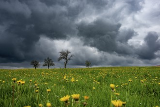 Fruit trees on common dandelion (Taraxacum) in front of dark sky, Mindelheim, Bavaria, Germany,