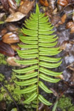 Fern leaf, Poás National Park, central highlands, Alajuela province, Costa Rica, Central America