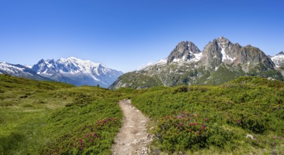 Hiking trail with alpine roses, mountain panorama with glaciated peaks, Aiguille du Midi and Mont