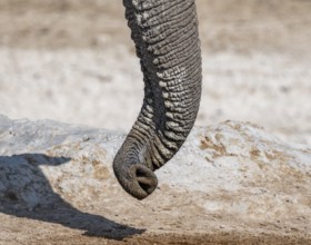 African elephant (Loxodonta africana), detail, twisted trunk, Etosha National Park, Namibia, Africa