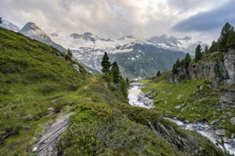 Mountain landscape with blooming alpine roses, mountain stream Zemmbach and mountain hut Berliner