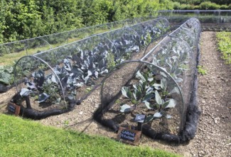 Cabbages growing under nets in vegetable garden, Sissinghurst castle gardens, Kent, England, UK