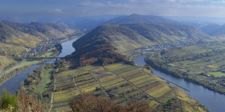 Moselle bend near Bremm in autumn, Rhineland-Palatinate, Germany, Europe