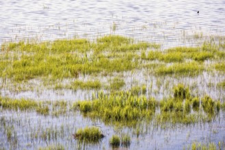 Over flooded wet meadow with green grass by a lake