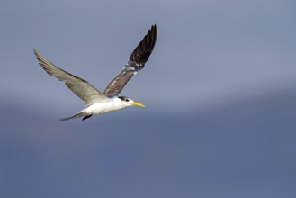 Caspian Tern, flight photo, (Thalasseus bergii), East Khawr / Khawr Ad Dahariz, Salalah, Dhofar,