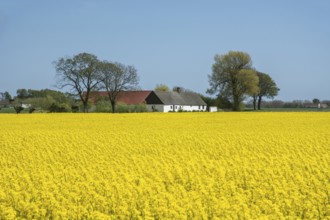 Flowering rape field in front of a farm in Glemminge, Ystad Municipality, Skåne County, Sweden,