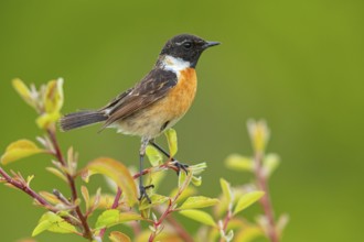 Stonechat, (Saxicola torquata), foraging, male, Eich, Rhineland-Palatinate, Germany, Europe