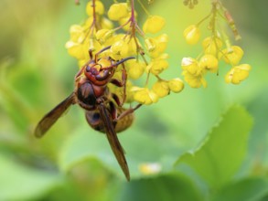 European hornet (Vespa crabro), insect, insects, macro, plant, garden, Neuhofen,