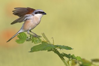 Red-backed shrike, red-backed shrike, thorn-backed shrike, family of shrikes, (Lanius collurio),