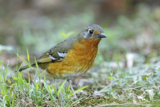 Orange ground thrush (Geokichla gurneyi), Zoothera gurneyi, Benvie Garden, Howick, KwaZulu-Natal,