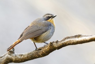 Cossypha caffra, family of flycatchers, Underberg surroundings, Underberg, KwaZulu-Natal, South